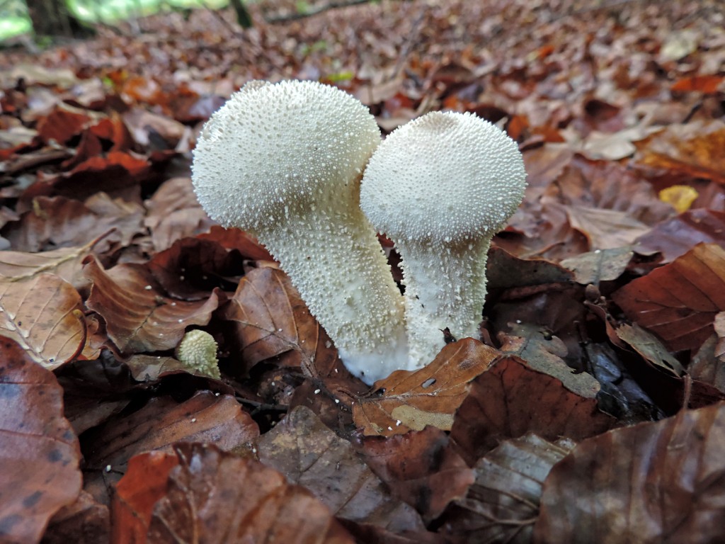 Parelstuifzwam [11615] 19-okt-2014 (Bentheimerwald, Bad Bentheim).jpg - Parelstuifzwam [Lycoperdon perlatum]